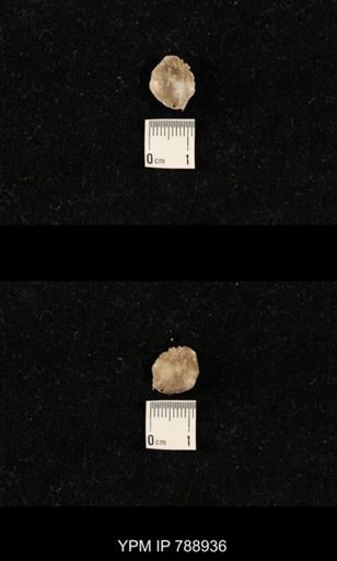 undet. Brachiopoda