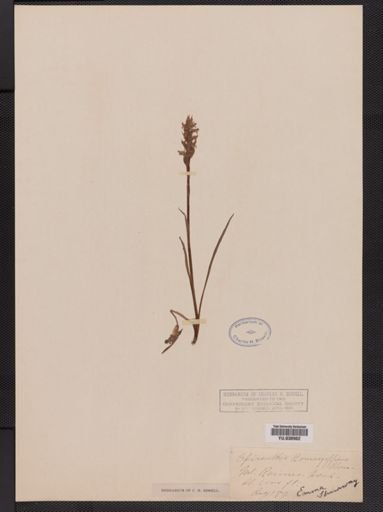 Spiranthes romanzoffiana