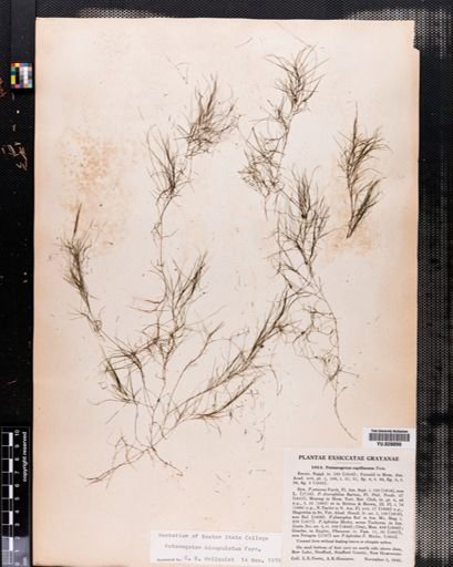 Potamogeton capillaceus