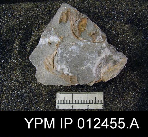 Neospirifer pseudocameratus