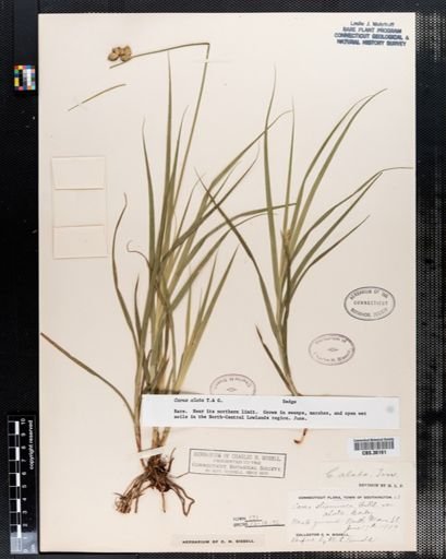 Carex alata
