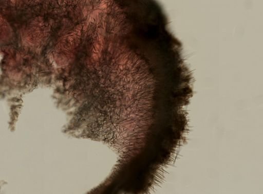 Polymastia infrapilosa
