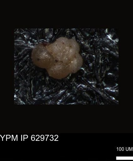 undet. Foraminiferida