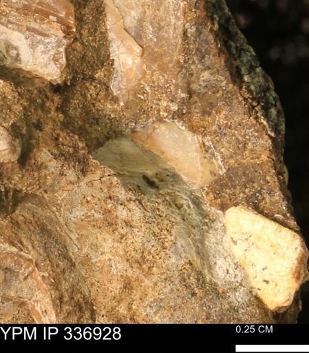 undet. Mollusca