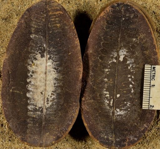 Pecopteris unitus