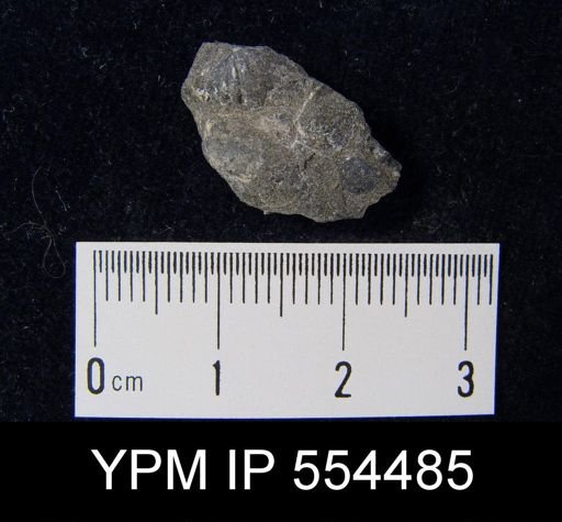 Spirifer vanuxemi