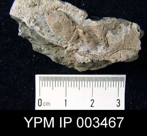 Spiriferina cristata