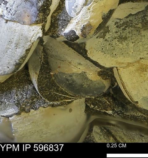 undet. Bivalvia