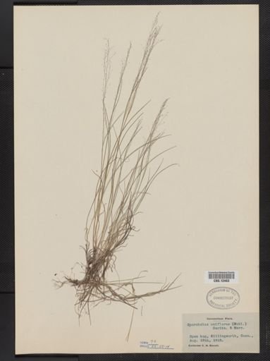 Muhlenbergia uniflora