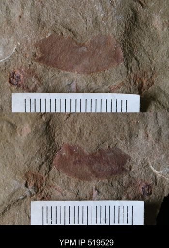 undet. Arthropoda