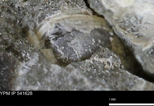 Limopsis striatopunctatus