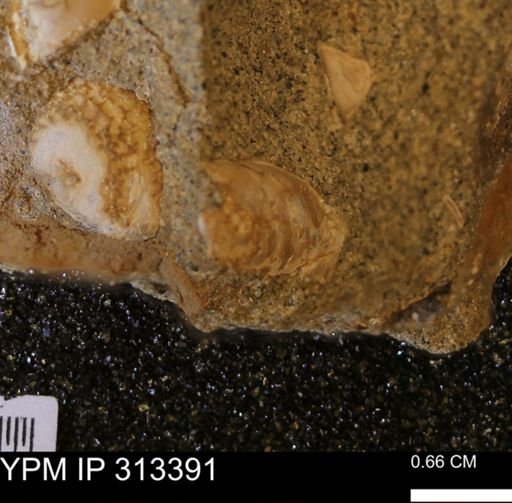 Corbicula sp.