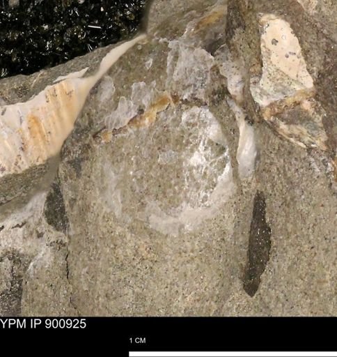 undet. Bivalvia