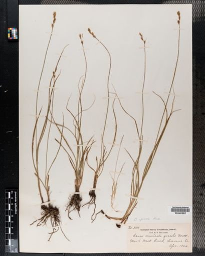 Carex spicata