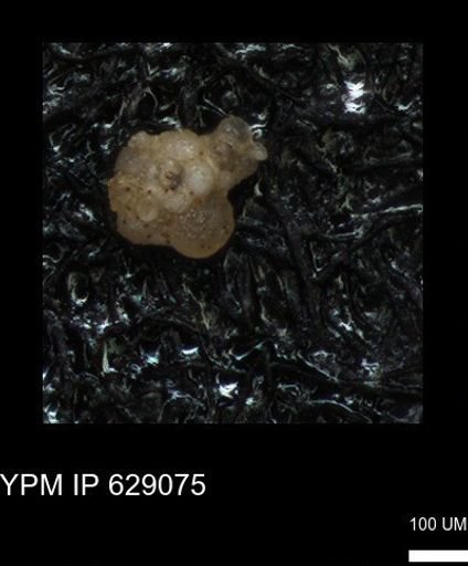 undet. Globigerinina