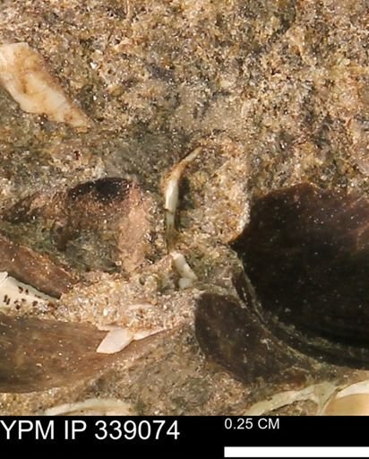 undet. Bivalvia