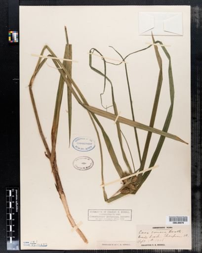 Carex comosa