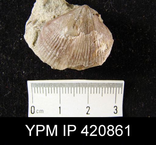 Spirifer whitneyi