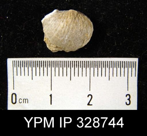 Devonochonetes?