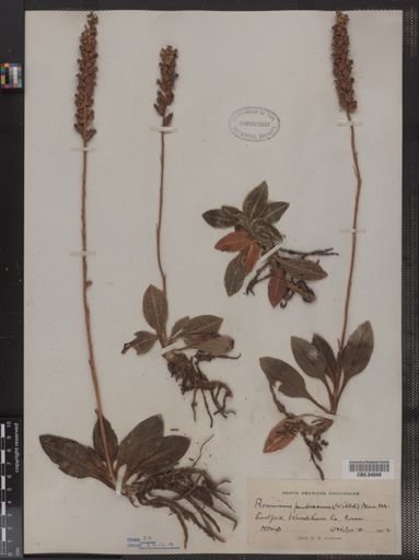 Peramium pubescens
