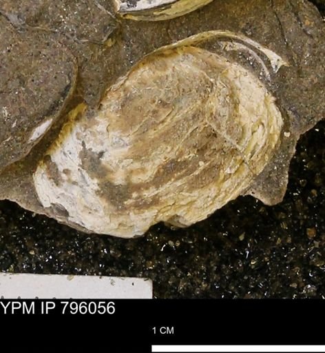 Spisula elliptica