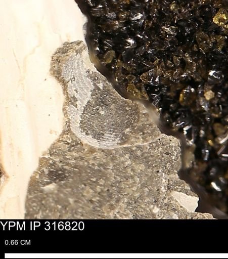 Oligoptycha concinna