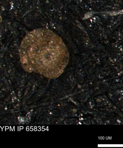 Spirolocammina subcircularis