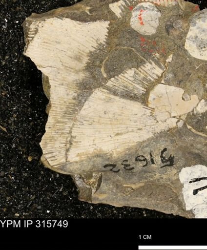 Hoploscaphites nicolletii