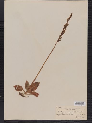 Goodyera repens