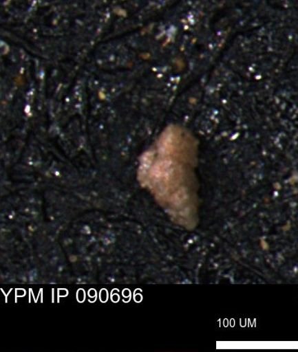 Verneuilinoides kansasensis