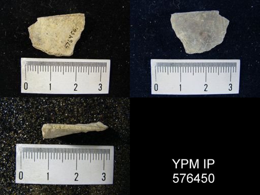 Stropheodonta profunda