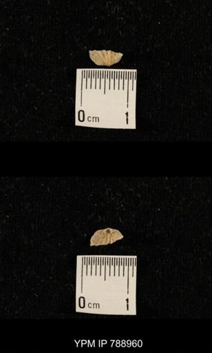 undet. Brachiopoda