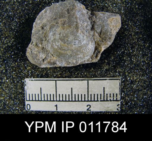 Marginifera wabashensis
