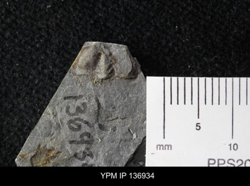 Ctenocephalus maltheus