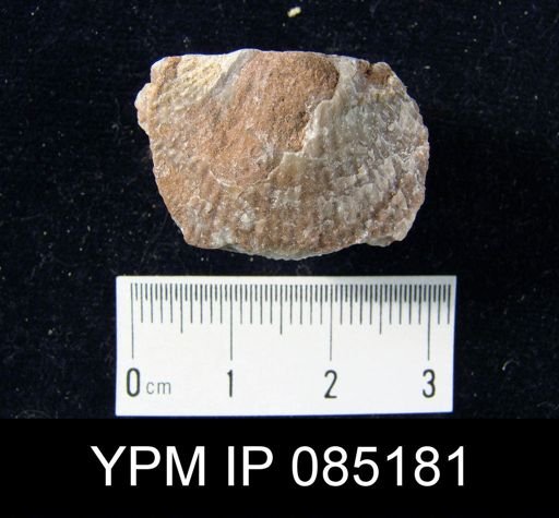 Atrypa reticularis