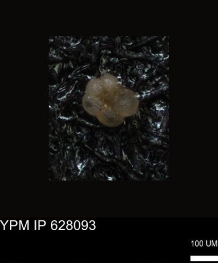 undet. Foraminiferida