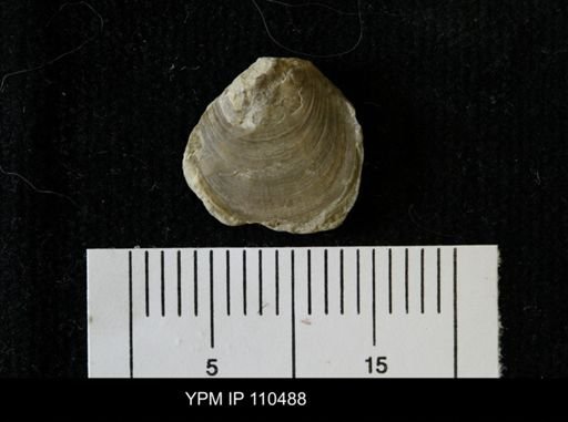 Lingula anticostiensis