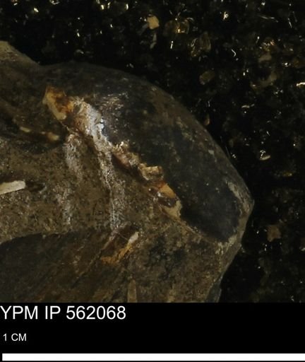 Limopsis sp.
