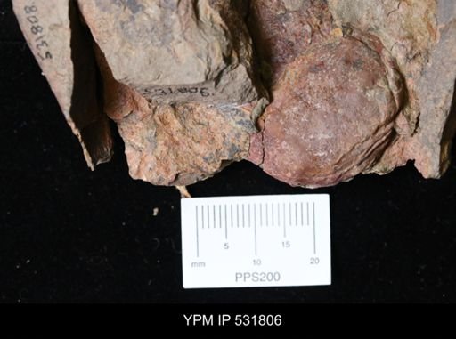 undet. Arthropoda