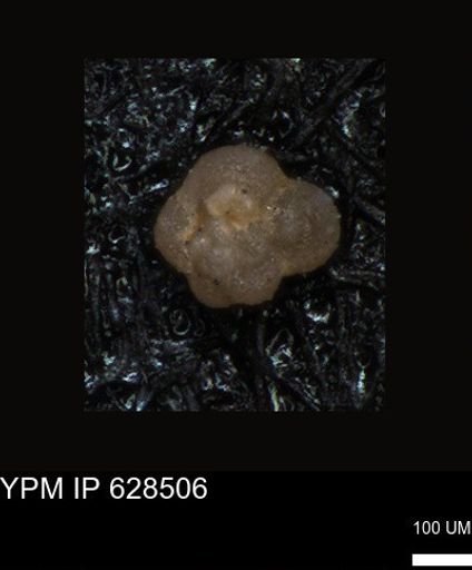 undet. Foraminiferida