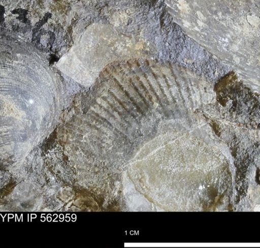 Oxytoma (Hypoxytoma) sp.
