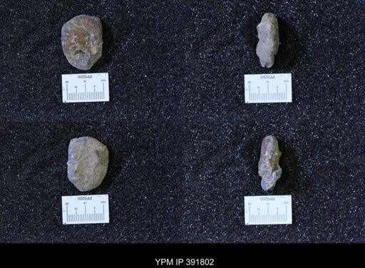 Scaphites whitfieldi