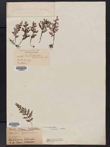 Hymenophyllum australe