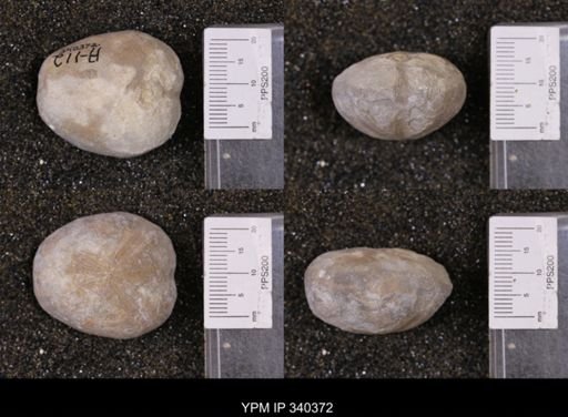 Enallaster texanus