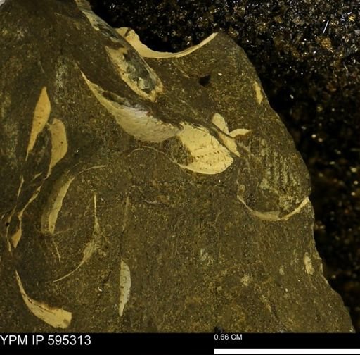 Protocardia sp.