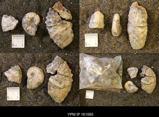 Jeletzkytes nebrascensis