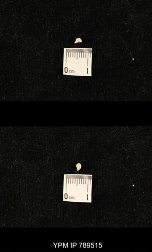 undet. Bryozoa