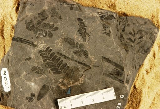 Pecopteris cordata