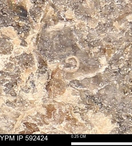 undet. Foraminifera