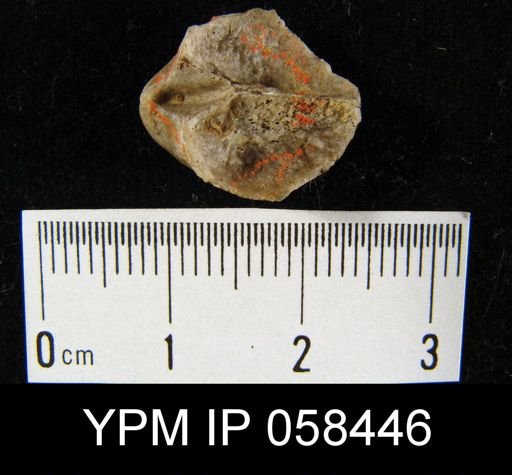 Crania sp.
